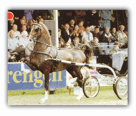 Dutch Harness Horse - Show Horse